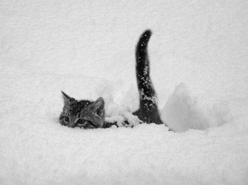 12chats-neige
